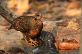 Kuropatwokur zielononogi - Scaly-breasted Partridge - Tropicoperdix chloropus 