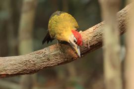 Dzięcioł żółtoszyi - Laced Woodpecker - Picus vittatus