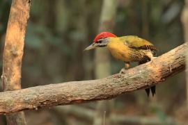 Dzięcioł żółtoszyi - Laced Woodpecker - Picus vittatus