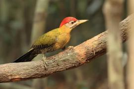 Dzięcioł żółtoszyi - Laced Woodpecker - Picus vittatus