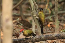 Dzięcioł żółtoszyi - Laced Woodpecker - Picus vittatus