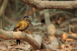 Dzięcioł żółtoszyi - Laced Woodpecker - Picus vittatus