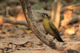 Dzięcioł żółtoszyi - Laced Woodpecker - Picus vittatus