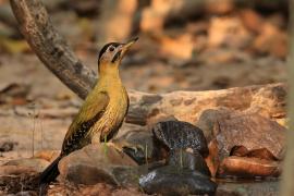 Dzięcioł żółtoszyi - Laced Woodpecker - Picus vittatus