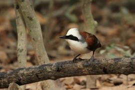 Sójkowiec białoczuby - White-crested Laughingthrush - Garrulax leucolophus