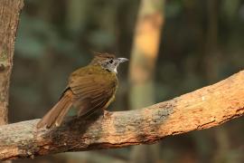 Szczeciak płowy - Puff-throated Bulbul - Alophoixus pallidus