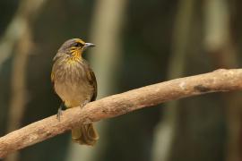 Bilbil złotolicy - Stripe-throated Bulbul - Pycnonotus finlaysoni