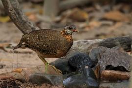 Kuropatwokur zielononogi - Scaly-breasted Partridge - Tropicoperdix chloropus 