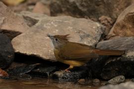 Szczeciak płowy - Puff-throated Bulbul - Alophoixus pallidus