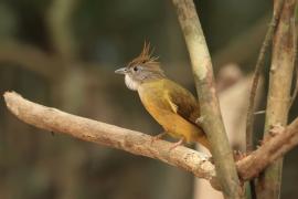 Szczeciak płowy - Puff-throated Bulbul - Alophoixus pallidus