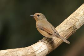 Niltawa ciemnopiersna - Cyornis hainanus - Hainan Blue Flycatcher