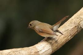 Niltawa ciemnopierśna - Hainan Blue-Flycatcher - Cyornis hainanus