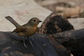 Niltawa ciemnopierśna - Hainan Blue-Flycatcher - Cyornis hainanus