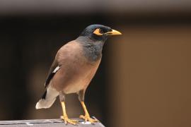 Majna brunatna - Acridotheres tristis - Common Myna