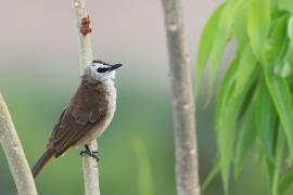 Bilbil ubogi - Yellow-vented Bulbul - Pycnonotus goiavier 