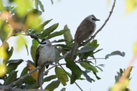 Bilbil ubogi - Yellow-vented Bulbul - Pycnonotus goiavier 