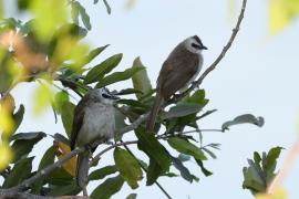 Bilbil ubogi - Pycnonotus goiavier - Yellow-vented Bulbul