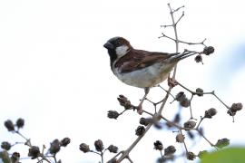 Wróbel - Passer domesticus - House Sparrow