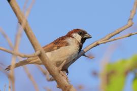 Wróbel - Passer domesticus - House Sparrow