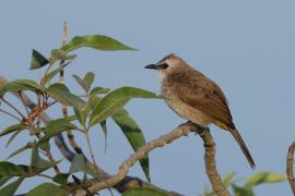 Bilbil ubogi - Yellow-vented Bulbul - Pycnonotus goiavier 