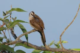 Bilbil ubogi - Yellow-vented Bulbul - Pycnonotus goiavier 