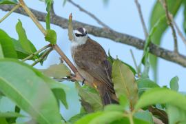 Bilbil ubogi - Yellow-vented Bulbul - Pycnonotus goiavier 