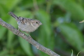Wróbel - Passer domesticus - House Sparrow