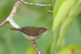 Krawczyk zwyczajny - Orthotomus sutorius - Common Tailorbird