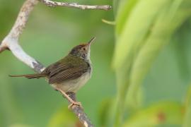 Krawczyk zwyczajny - Orthotomus sutorius - Common Tailorbird