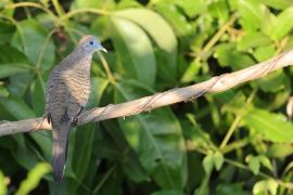 Gołąbek zebrowany - Zebra dove - Geopelia striata