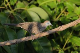 Gołąbek zebrowany - Zebra dove - Geopelia striata