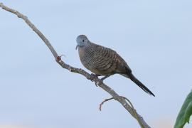 Gołąbek zebrowany - Zebra dove - Geopelia striata