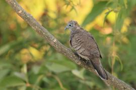 Gołąbek zebrowany - Zebra dove - Geopelia striata