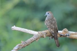 Gołąbek zebrowany - Zebra dove - Geopelia striata