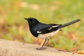 Sroczek zmienny - Copsychus saularis - Oriental Magpie-Robin
