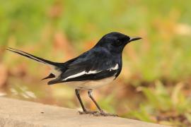 Sroczek zmienny - Copsychus saularis - Oriental Magpie-Robin
