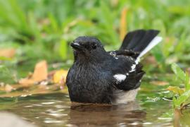 Sroczek zmienny - Copsychus saularis - Oriental Magpie-Robin