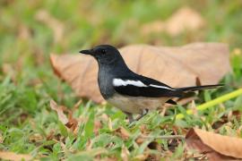 Sroczek zmienny - Copsychus saularis - Oriental Magpie-Robin