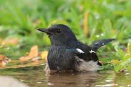 Sroczek zmienny - Copsychus saularis - Oriental Magpie-Robin