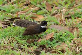 Wachlarzówka srokata - Malaysian Pied Fantail - Rhipidura javanica
