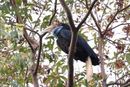 Dzioborożec fałdodzioby - Wreathed Hornbill - Rhyticeros undulatus