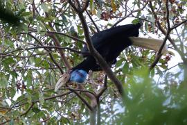 Dzioborożec fałdodzioby -  Rhyticeros undulatus - Wreathed Hornbill