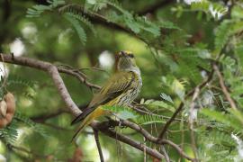 Wilga maskowa - Black-naped Oriole - Oriolus chinensis