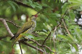 Wilga maskowa - Black-naped Oriole - Oriolus chinensis