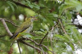 Wilga maskowa - Black-naped Oriole - Oriolus chinensis