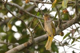 Bilbil złotolicy - Stripe-throated Bulbul - Pycnonotus finlaysoni