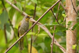 Bilbil złotolicy - Stripe-throated Bulbul - Pycnonotus finlaysoni