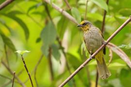 Bilbil zlotolicy - Pycnonotus finlaysoni - Stripe-throated Bulbul