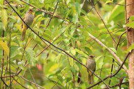 Bilbil złotolicy - Stripe-throated Bulbul - Pycnonotus finlaysoni