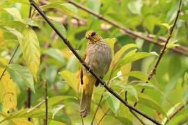 Bilbil złotolicy - Stripe-throated Bulbul - Pycnonotus finlaysoni